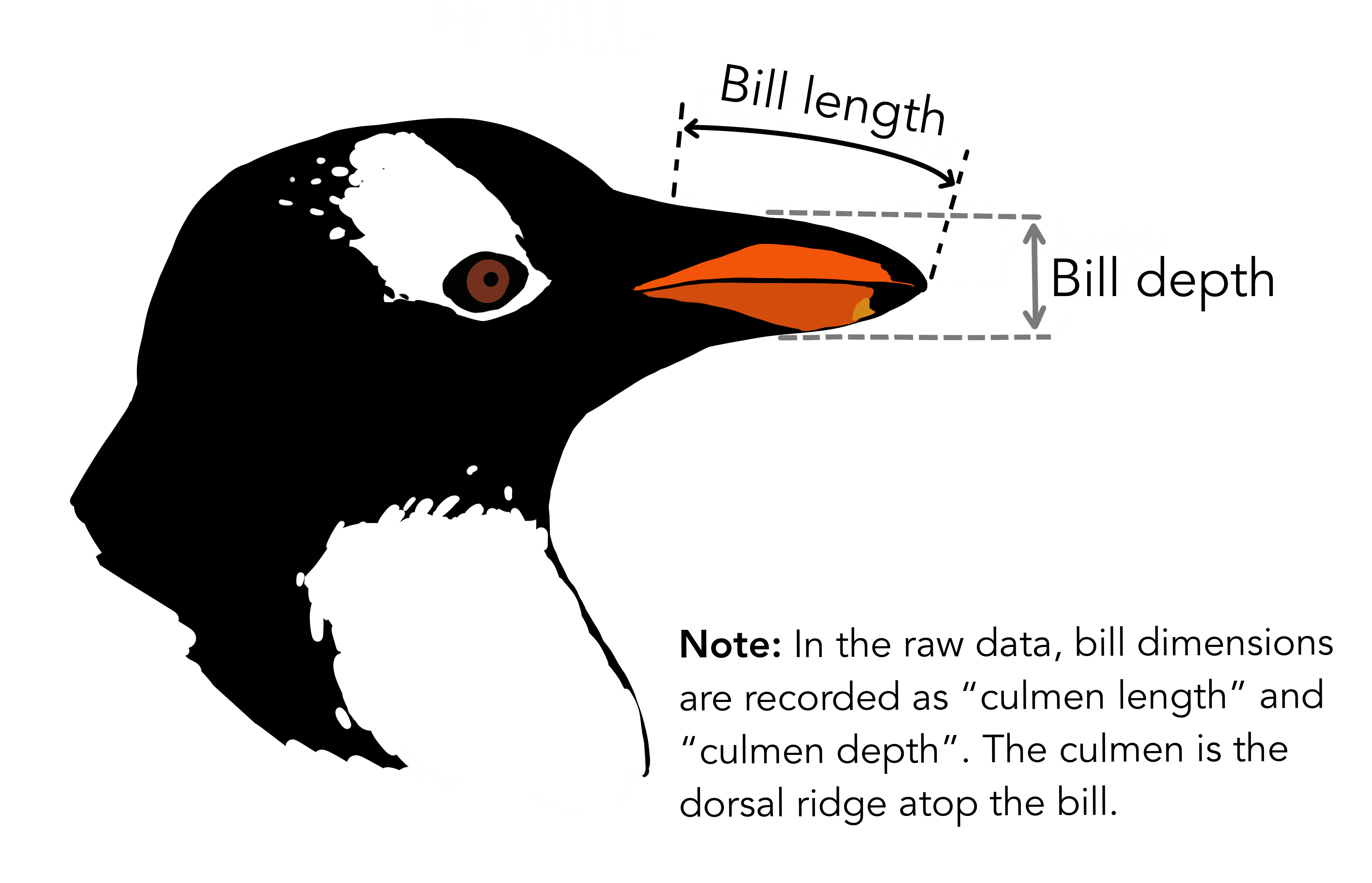 Cartoon illustration of bill length and depth by @Allison Horst (CC-BY-4.0);