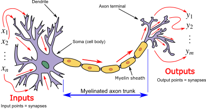 Neuron and myelinated axon, with signal flow from inputs at dendrites to outputs at axon terminals.